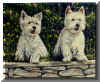 Westies